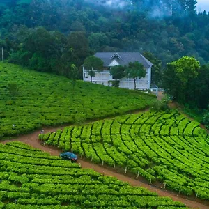 Tea Harvester Munnar